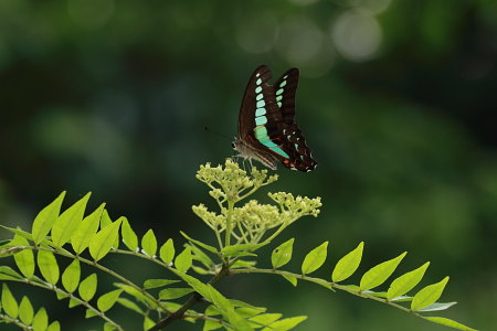 アオスジアゲハいぬざんしょうの花.JPG