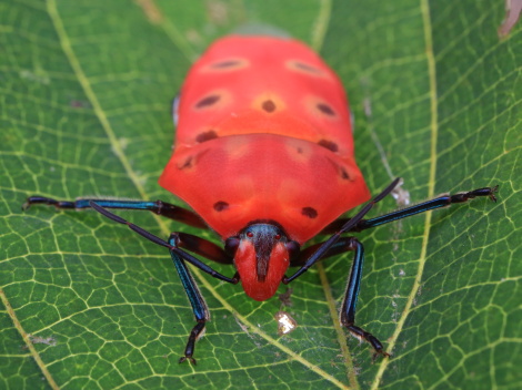 アカギIMG_7623.JPG