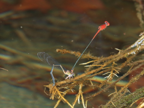 アカナガイトトンボIMG_3835.JPG