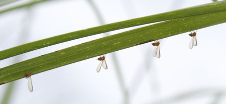 アカハネナガウンカ群れIMG_5750.jpg