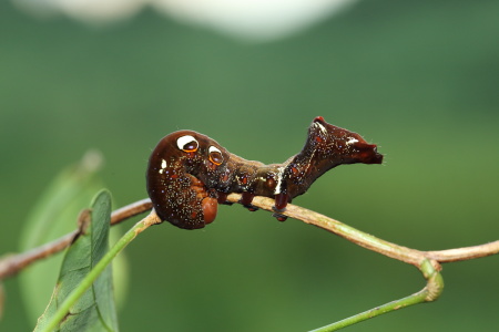 アケビコノハ幼虫701A8819.JPG