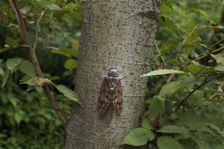 アブラゼミ病死IMG_5951.jpg