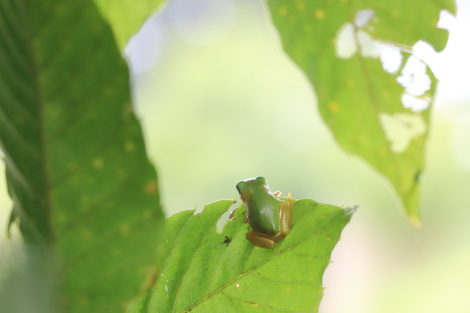 アマガエルIMG_9385.JPG