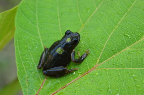 アマガエル_MG_0690.JPG