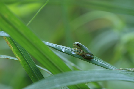 アマガエルこども.JPG