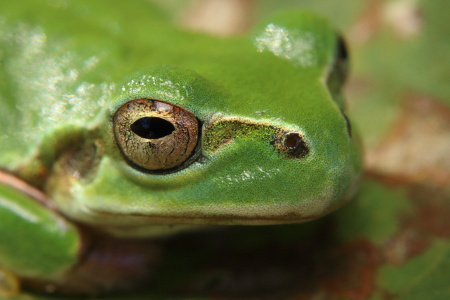 アマガエル_MG_8694.JPG