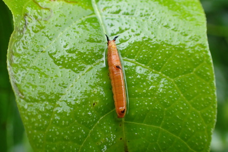 イシガケチョウ幼虫P7040030.jpg