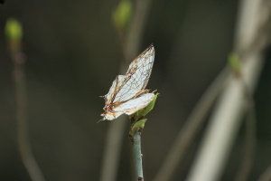 イシガケチョウ産卵IMG_3312.JPG