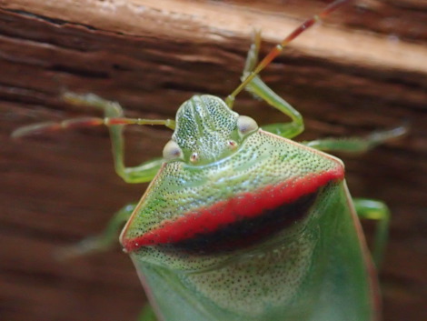 イチモンジカメムシ♂P1220042.jpg