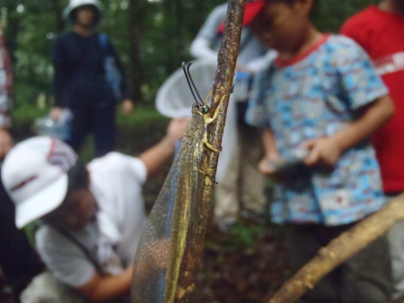 ウスバカゲロウ8020050.JPG