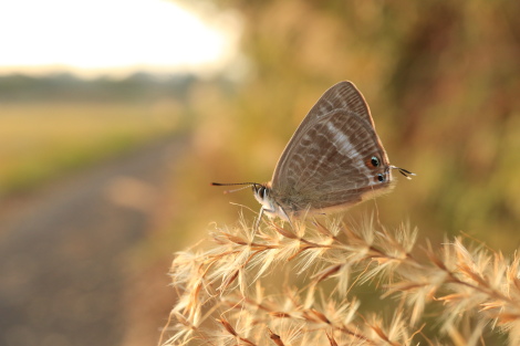 ウバユリIMG_0403.JPG