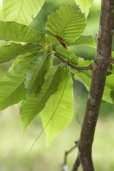 ウマノオバチ♀15A_3241.JPG