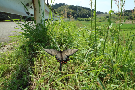 ウマノスズクサIMG_0362.JPG