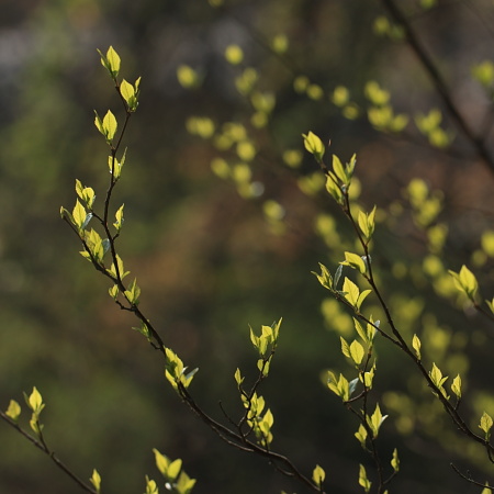 エゴノキ芽吹き.JPG