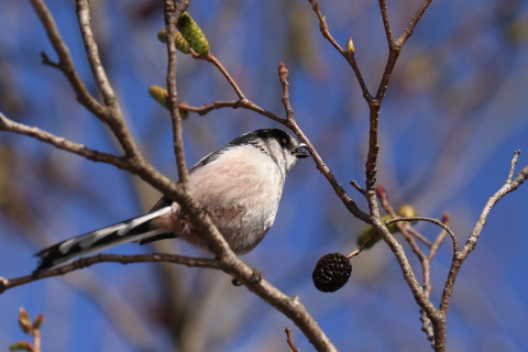 エナガの食事IMG_3559.JPG