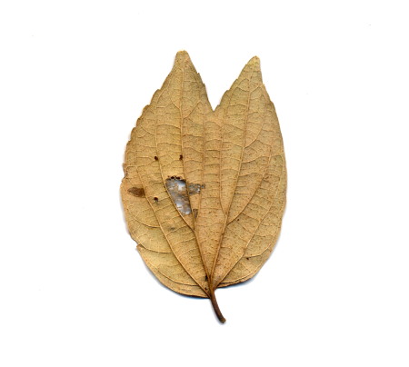 エノキの葉.jpg