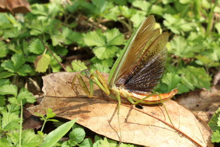 オオカマキリ♂_MG_0089.JPG