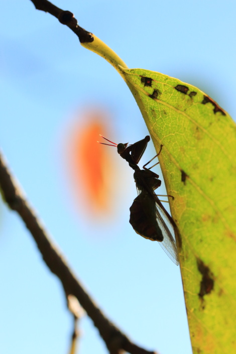 オオカマキリモドキIMG_1654.JPG