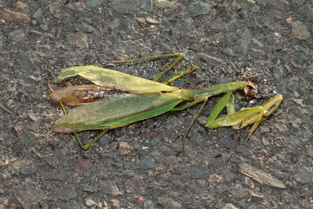 オオカマキリ死骸０８.JPG