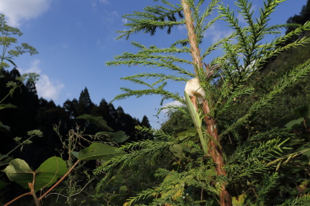 オオカマキリ産卵IMG_7553.JPG