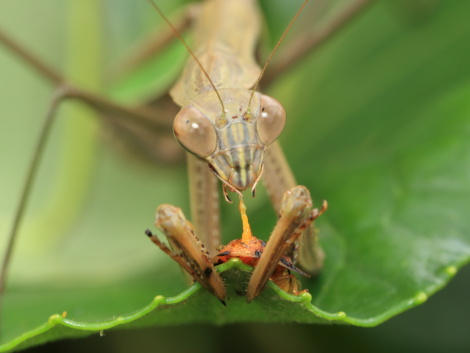 オオカマキリIMG_1635.JPG