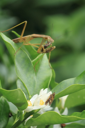 オオカマキリIMG_1721.JPG