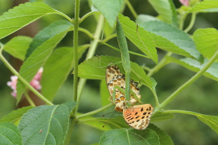 オオカマキリIMG_3696.JPG