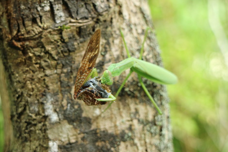 オオカマキリIMG_4115.JPG