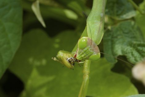 オオカマキリIMG_9295.jpg