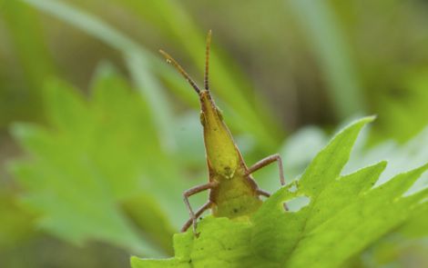 オンブバッタ♀IMG_0225.jpg