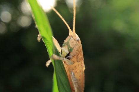 カイゼルIMG_5759.JPG