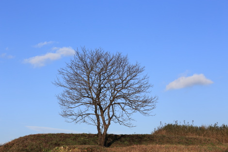 カキノキIMG_2354.JPG