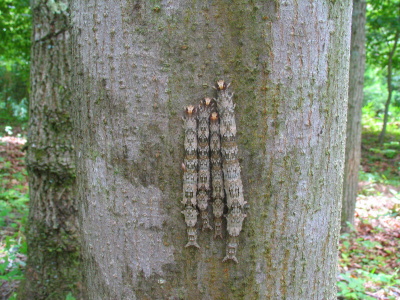 カキバトモエ幼虫大分IMG_2834.JPG