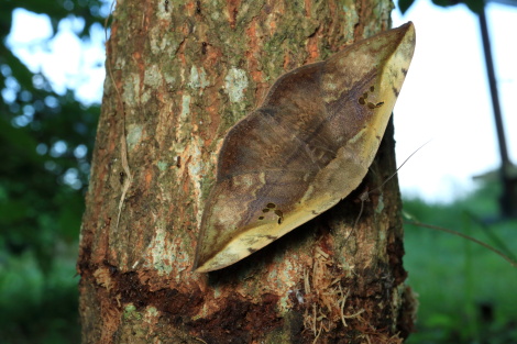 カキバトモエIMG_3726.JPG