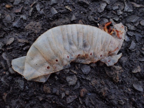 カブトムシ幼虫死骸.jpg