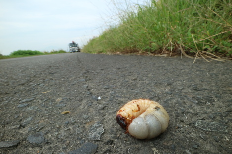 カブトムシ幼虫IMG_5057.JPG