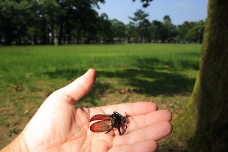 カブトムシ701A4194.JPG