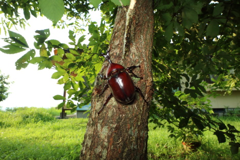 カブトムシIMG_3743.JPG