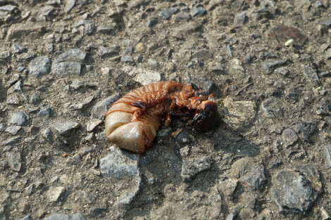 カブトムシIMG_4960.JPG