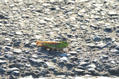 カブトムシIMG_4970.JPG