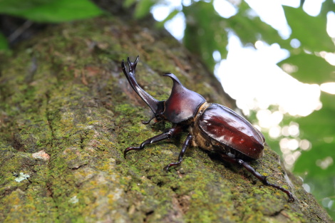 カブトムシIMG_6462.JPG