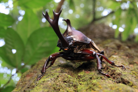 カブトムシIMG_6465.JPG