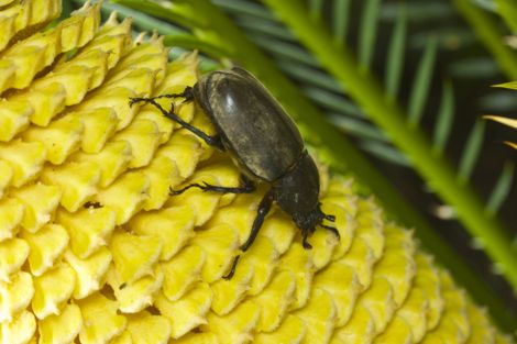 カブトムシ♀IMG_4664.jpg