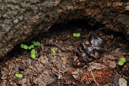 カブトムシのメスお疲れさん.JPG