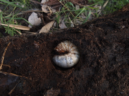 カブトムシ幼虫.jpg