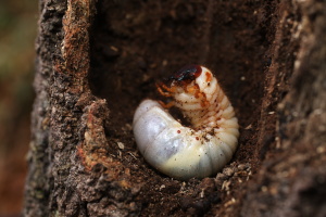 カブトムシ幼虫701A9863.JPG