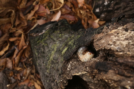 カブトムシ幼虫701A9872.JPG