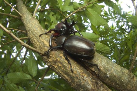 カブトムシIMG_8588.jpg