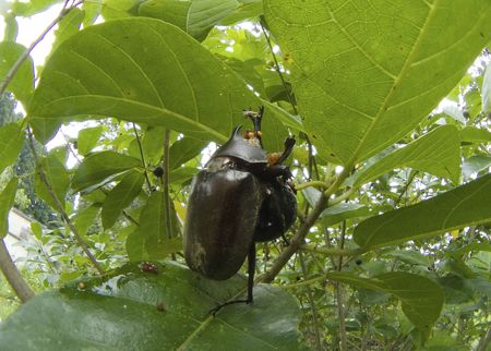 カブトムシIMG_8713.jpg