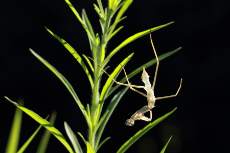 カマキリ抜け殻」.JPG